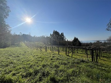 Terreno de Monte de 7.500m2 con Vistas al Mar - Sanxenxo